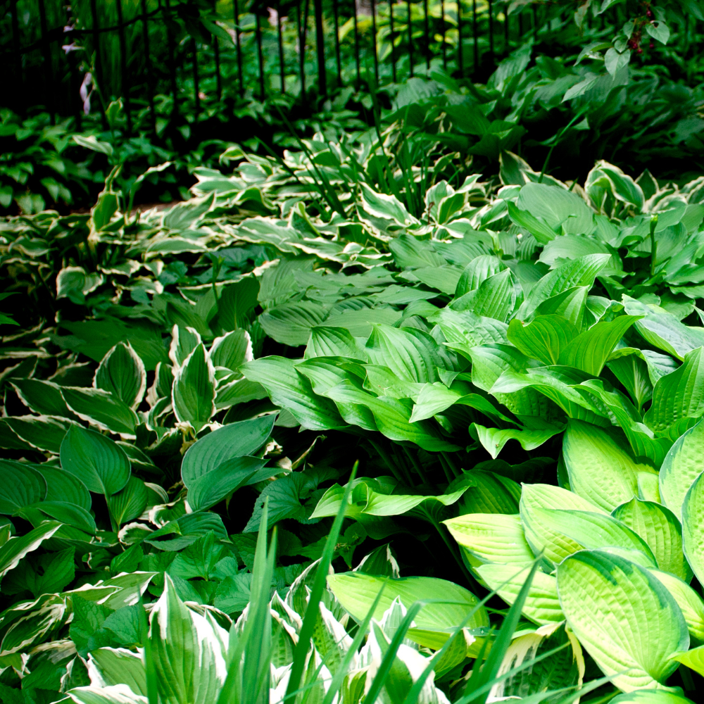 The Enchanting World of Hostas