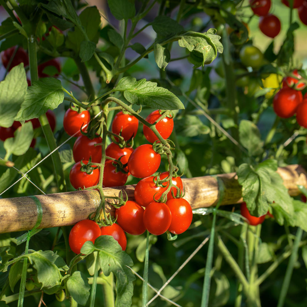 Thriving Tomatoes: Your Guide to Growing the Perfect Garden Beauties!