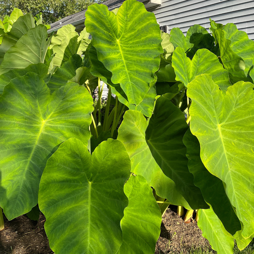 How to Keep Your Colocasia and Alocasia Thriving Year After Year in Co   Ship My Plants