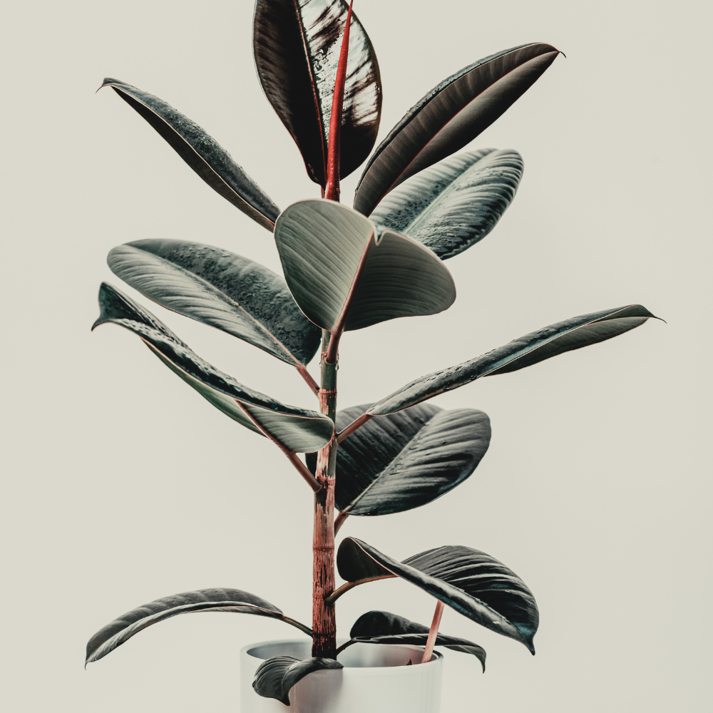 Rubber tree houseplant in a white pot