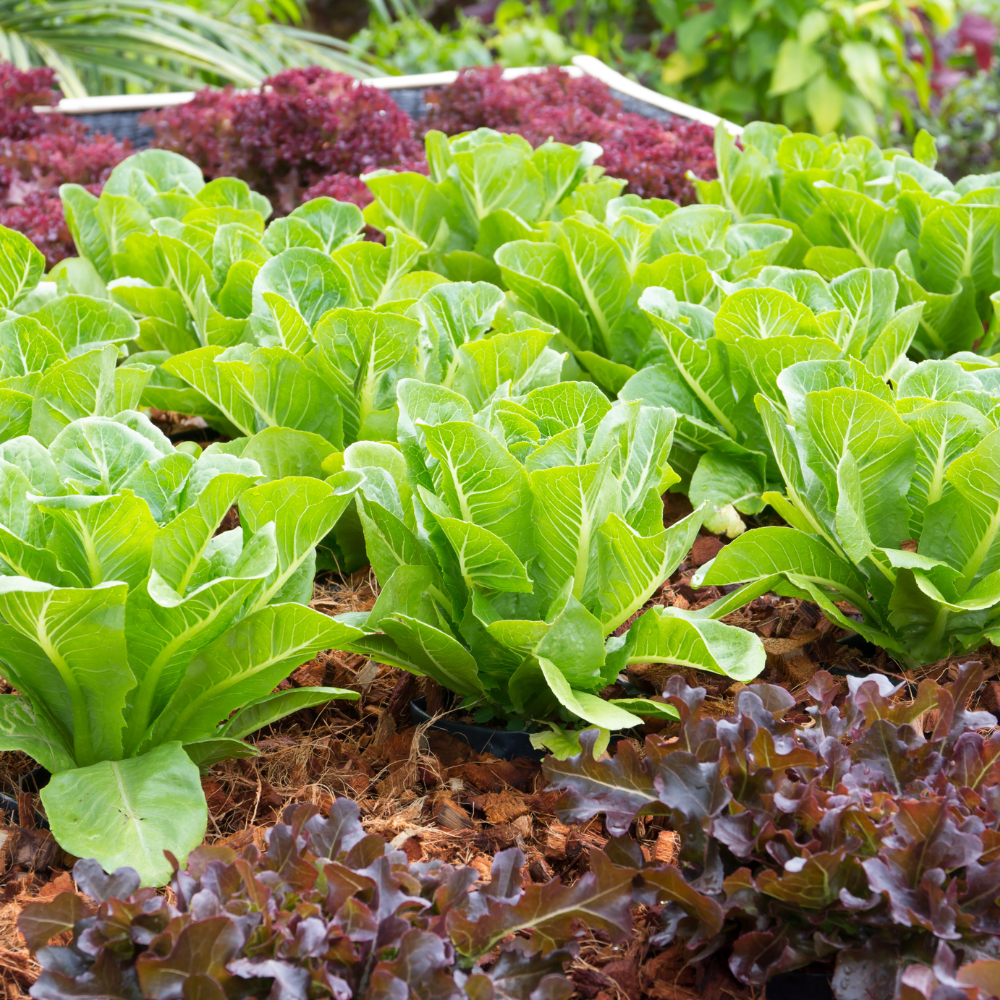 Get Growing! 10 Delicious Vegetables You Can Harvest in Just 30 Days