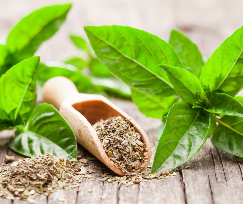 How to Dry Fresh Basil: A Flavorful Adventure in Your Kitchen!