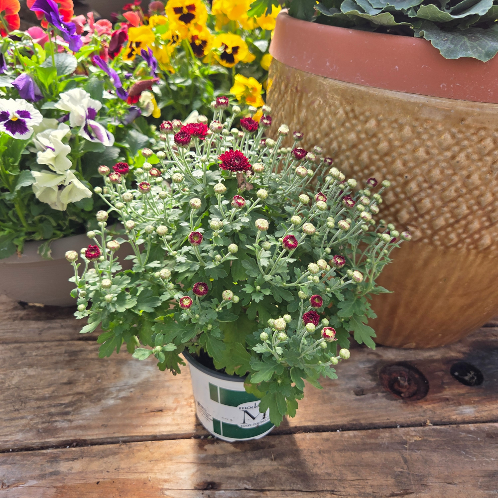 DIY - Fall Container Bundle