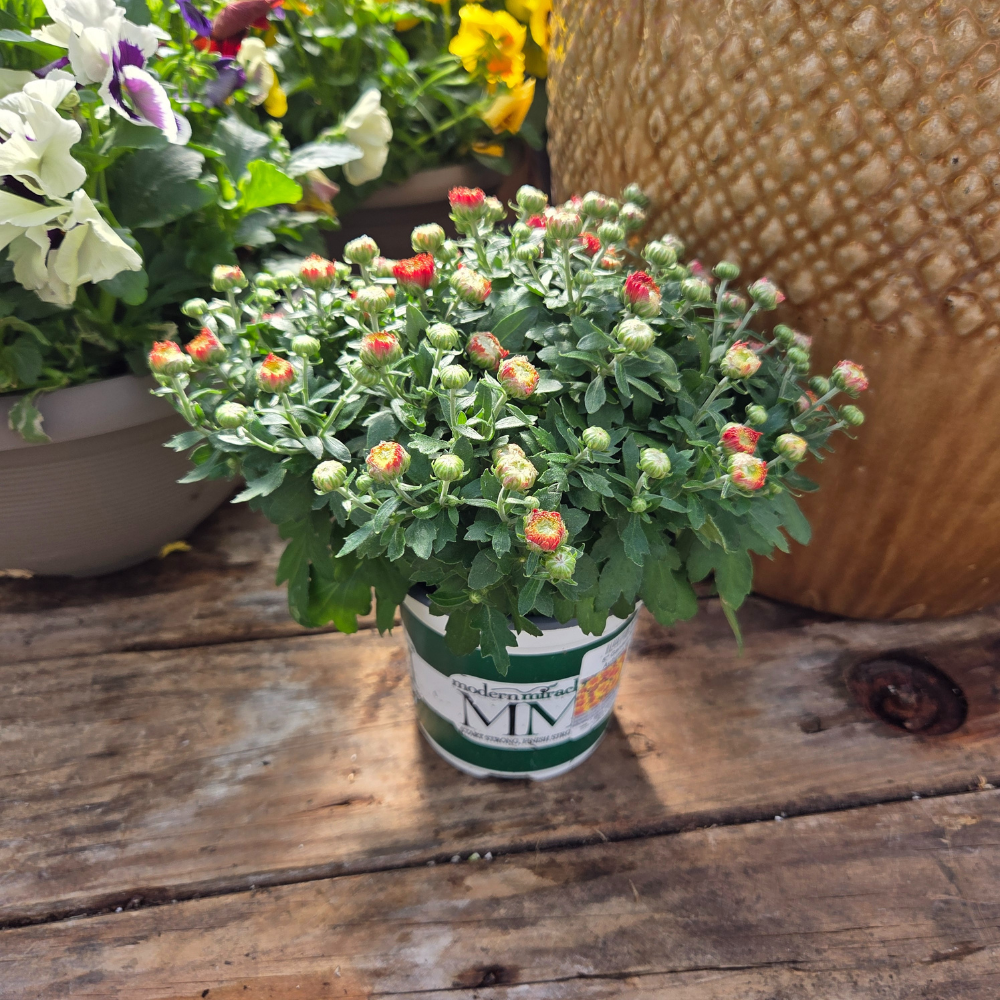 DIY - Fall Container Bundle