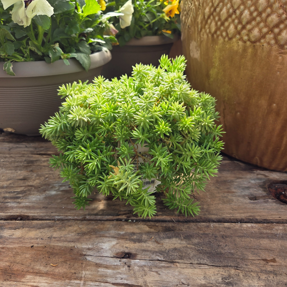 DIY - Fall Container Bundle