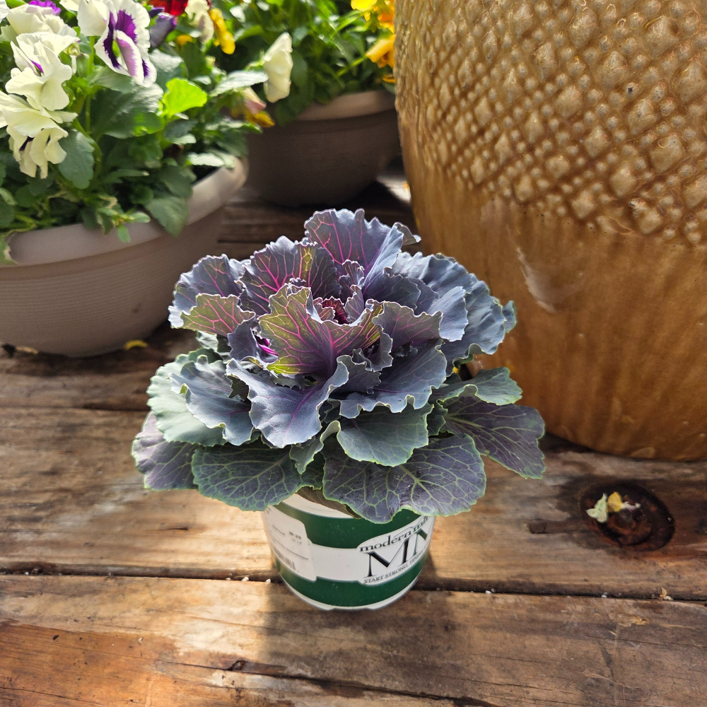 DIY - Fall Container Bundle