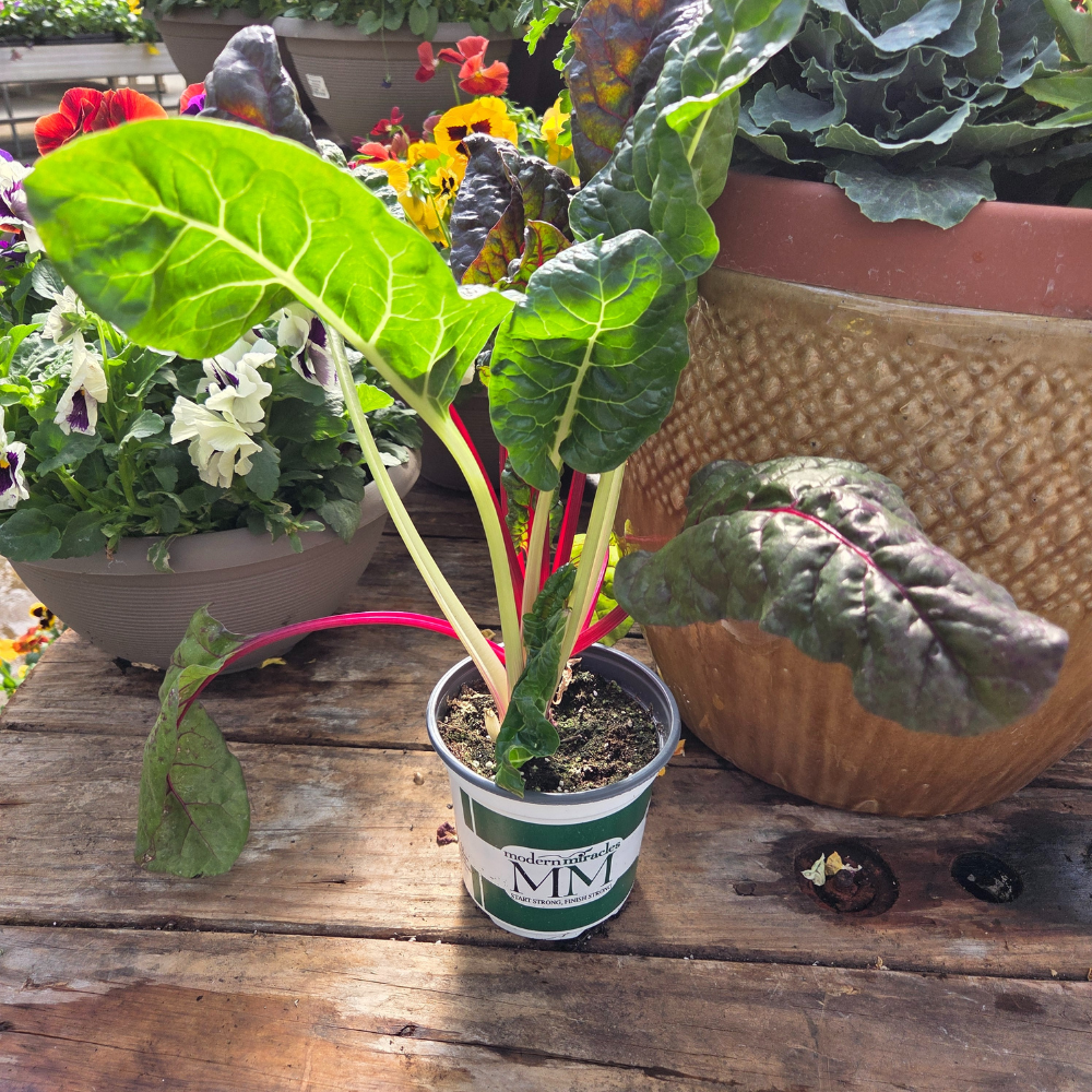 DIY - Fall Container Bundle