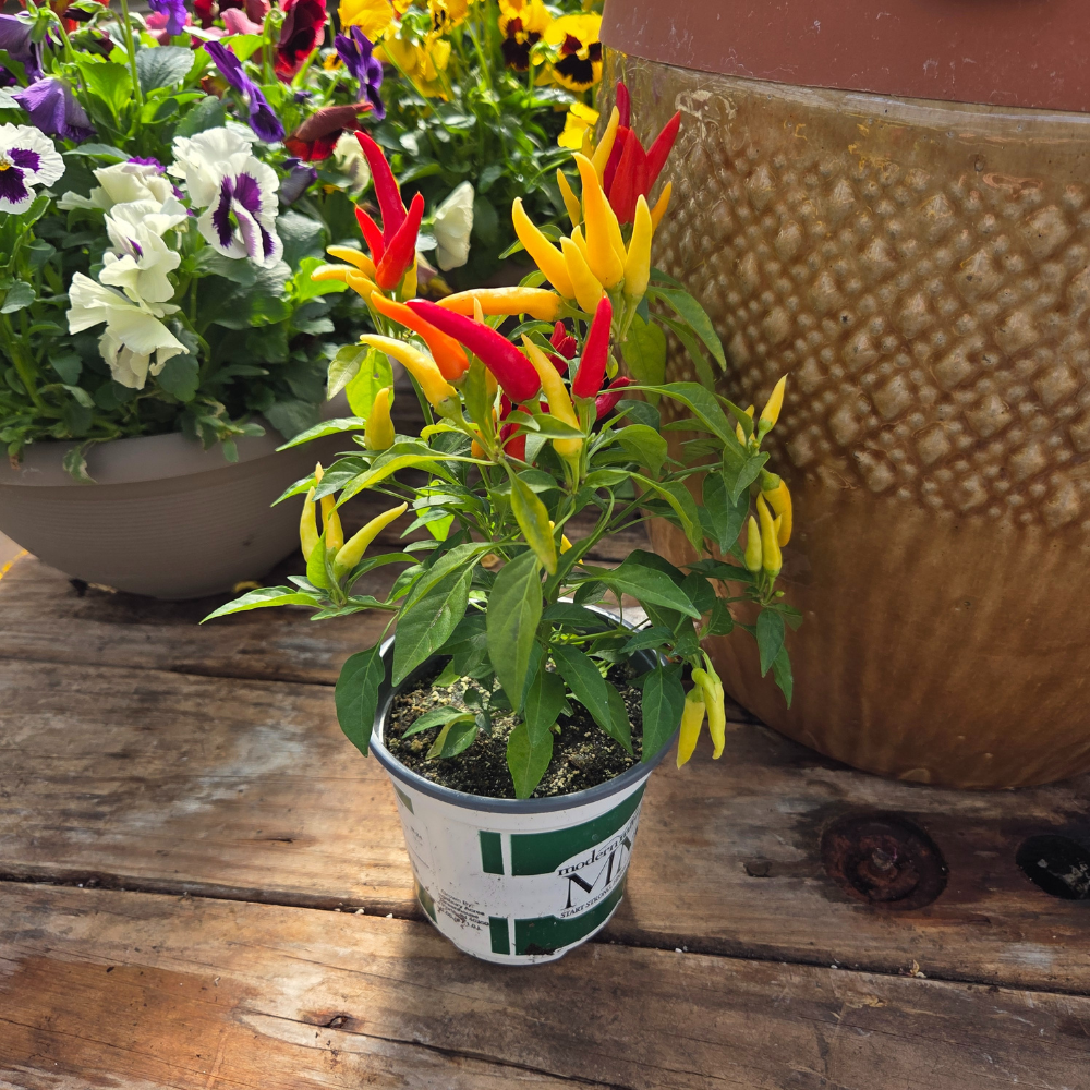DIY - Fall Container Bundle