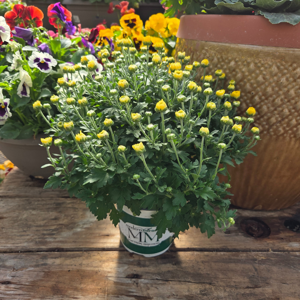 DIY - Fall Container Bundle