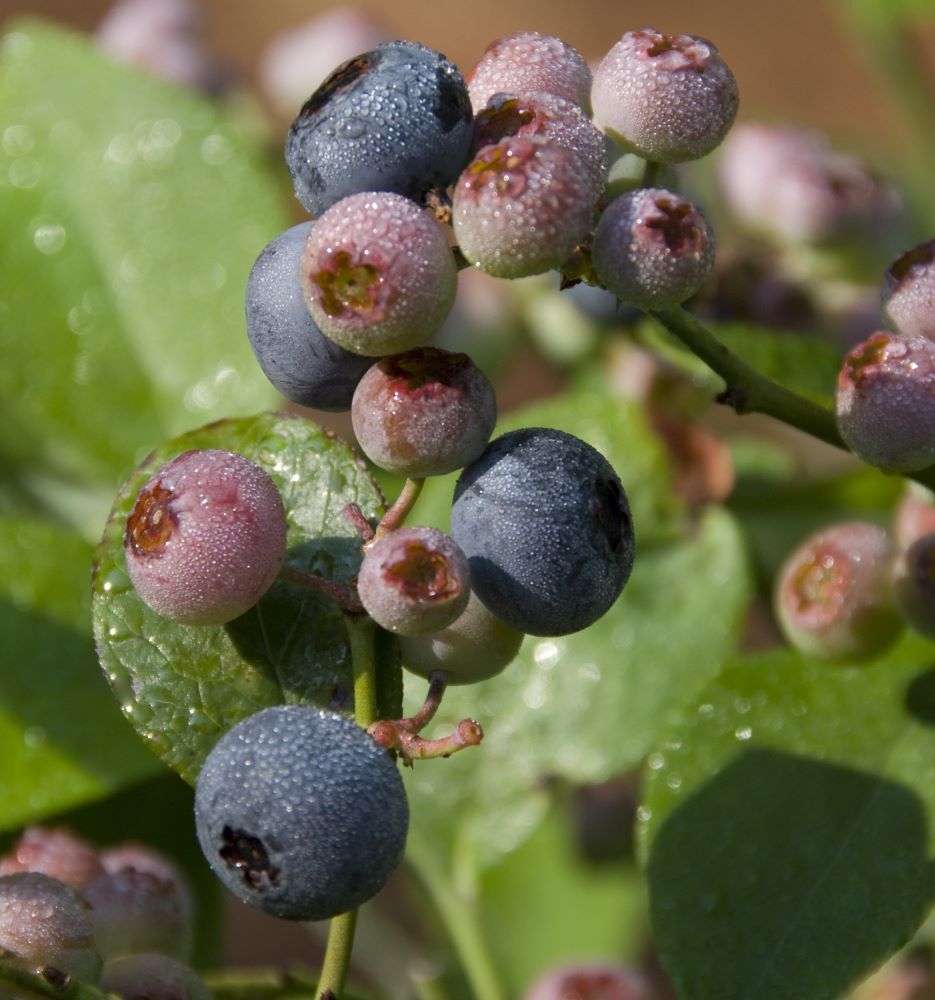 Patriot Highbush Blueberry (VACCINIUM PATRIOT)