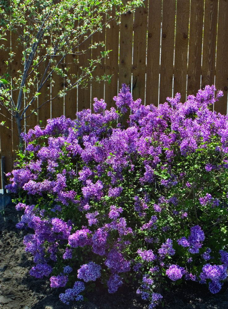 lavender lilac tree Bloomerang® Dark Purple Lilac (SYRINGA X BLOOMERANG® DK PURPLE)