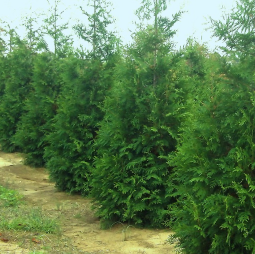 Thuja Junior Giant (THUJA X  JUNIOR GIANT) - 3 gallon 30"