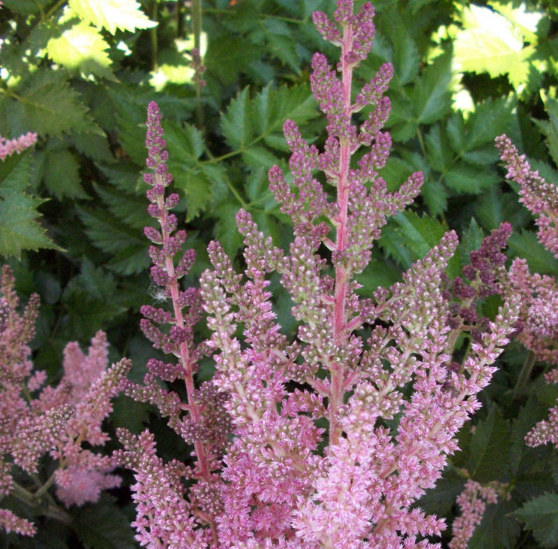 Vision In Pink Astilbe (ASTILBE VISION IN PINK) - 1 gallon