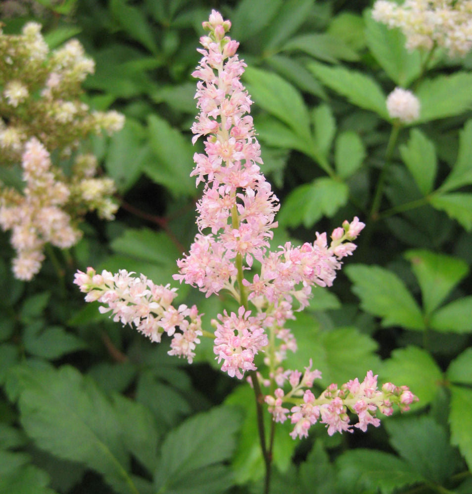 Rheinland Astilbe (ASTILBE RHEINLAND) - 1 gallon