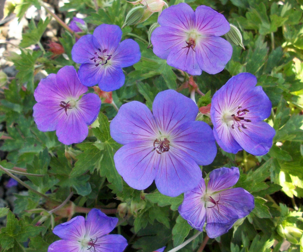 Rozanne™ Cranebill (GERANIUM ROZANNE) - 1 gallon
