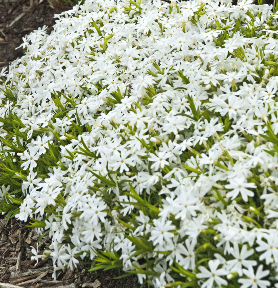 Snowflake Creeping Phlox (PHLOX SUB. SNOWFLAKE) - 1 gallon