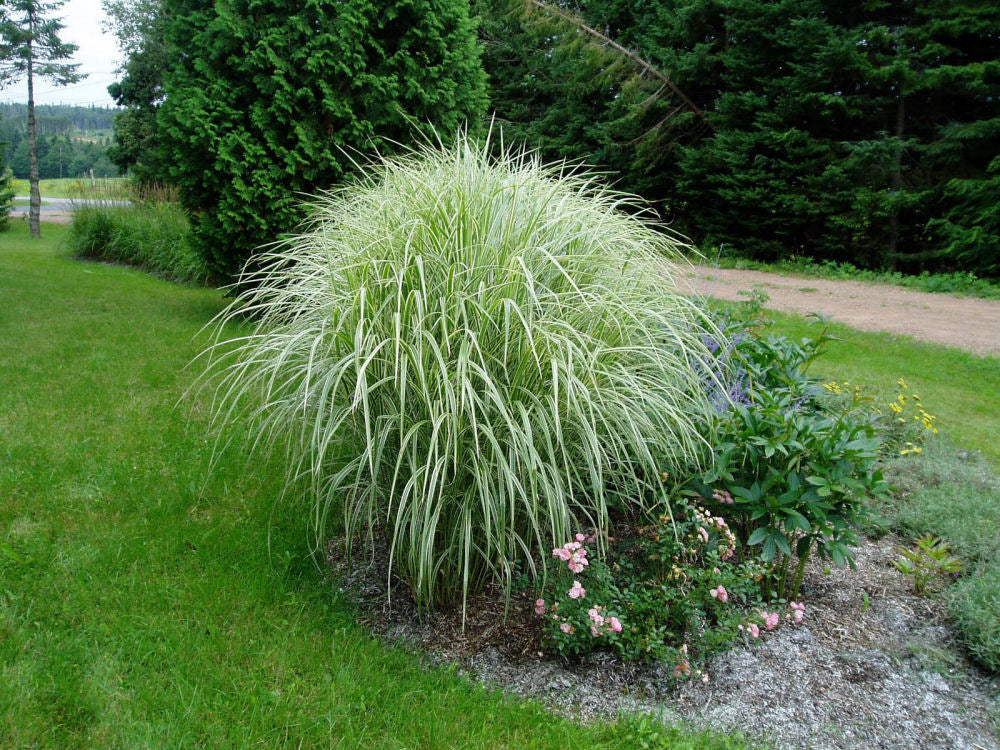Variegated Maiden Grass (GRASS - M. S. VARIEGATUS) - 1 gallon