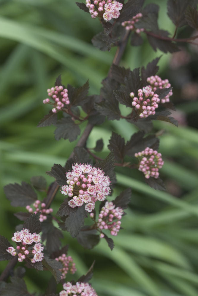 Summer Wine® Ninebark (PHYSOCARPUS O. SMR WINE) - 3 gallon 15"