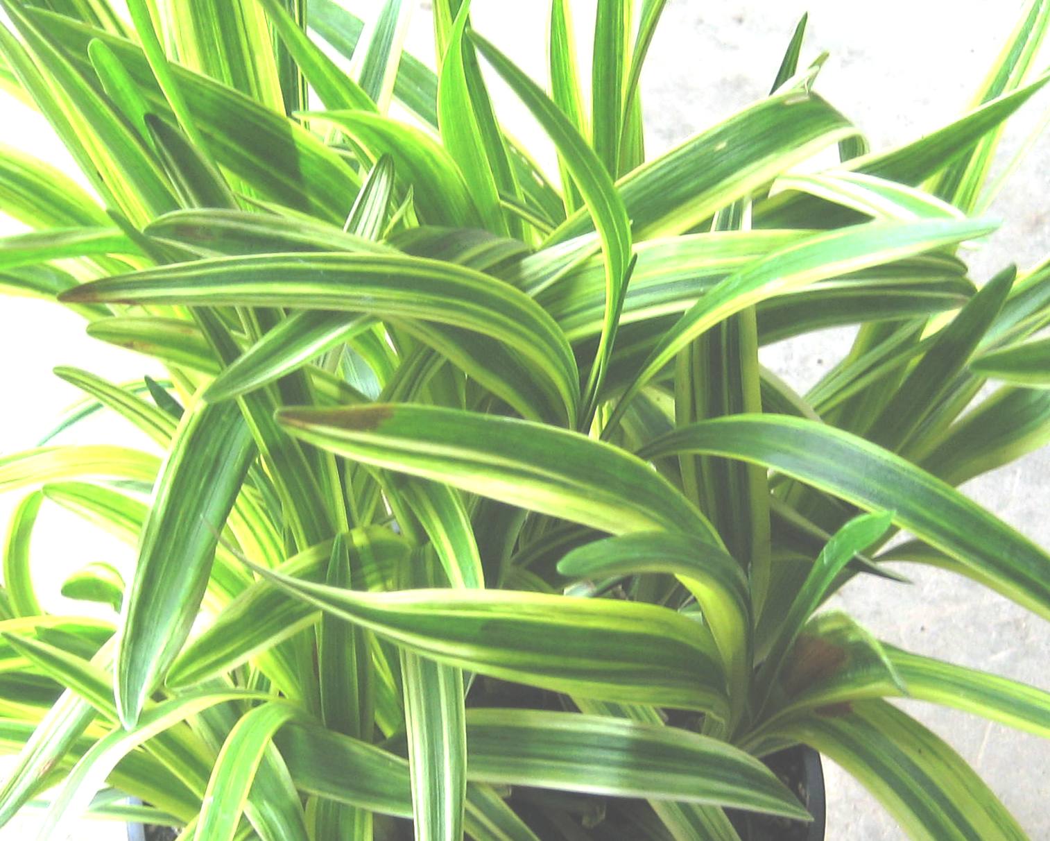 Silvery Sunproof Lily Turf (LIRIOPE M. SILVERY SUNPROOF) - 1 gallon