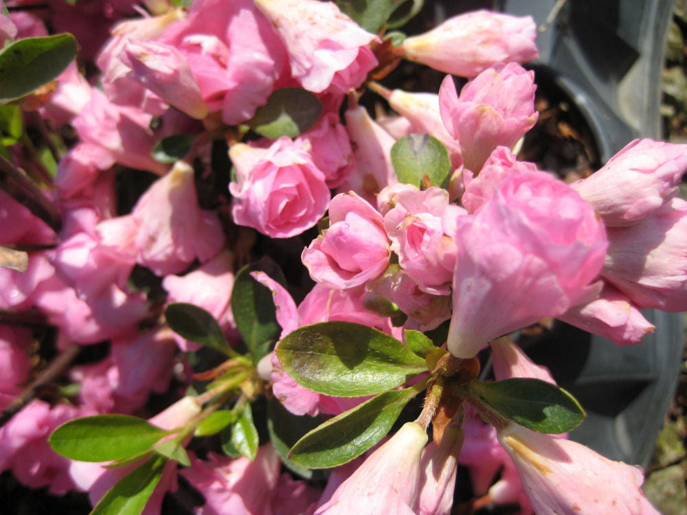 Rosebud Azalea (AZALEA ROSEBUD) - 1 gallon