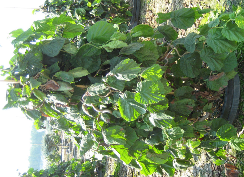 Harry Lauder's Walking Stick/Contorted Filbert (CORYLUS AV. CONTORTA) –  Ship My Plants