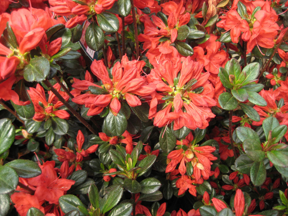 Stewartstonian Azalea (AZALEA STEWARTSTONIAN) - 1 gallon