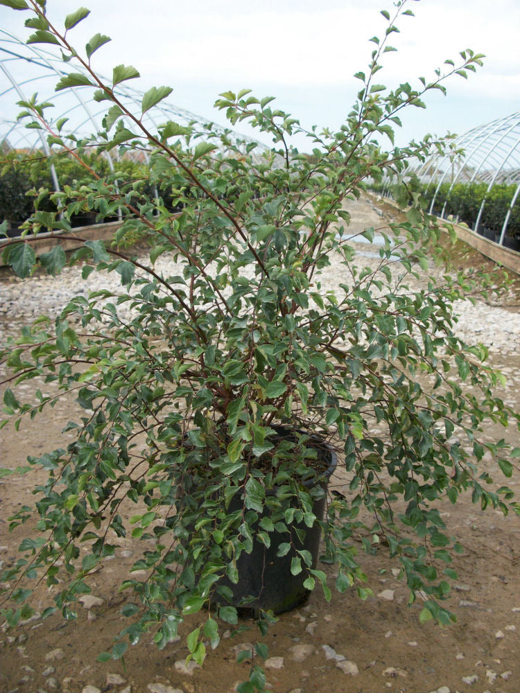 Renaissance Spiraea (SPIRAEA X. VAN. RENAISSANCE) - 3 gallon 15"