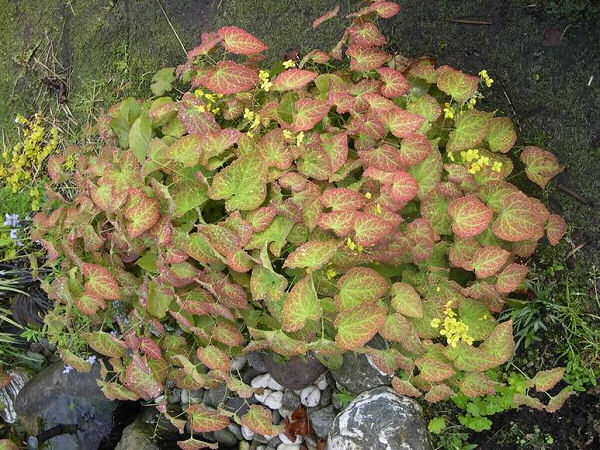 Yellow Barrenwort (EPIMEDIUM FROHNLEITEN) - 1 gallon