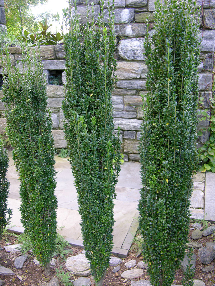 Sky Pencil Holly (ILEX CRENATA SKY PENCIL) - 3 gallon 30"