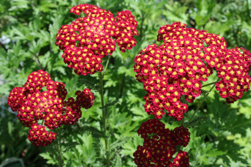Strawberry Seduction Yarrow (ACHILLEA M. STRAWBERRY SEDUCTION) - 1 gallon