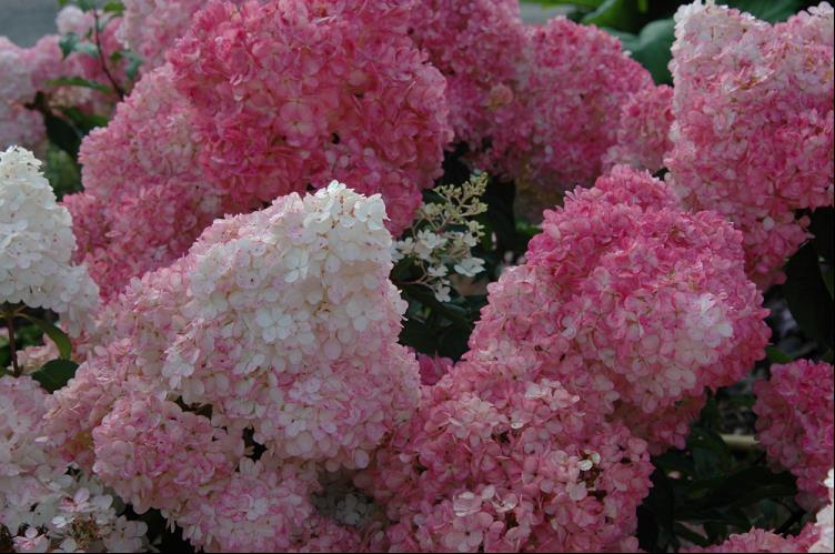 Vanilla Strawberry™ Hydrangea (HYDRANGEA P VAN STRAWBERRY) - 3 gallon