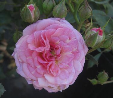 Sweet Drift® Rose (ROSE DRIFT SWEET) - 2 gallon