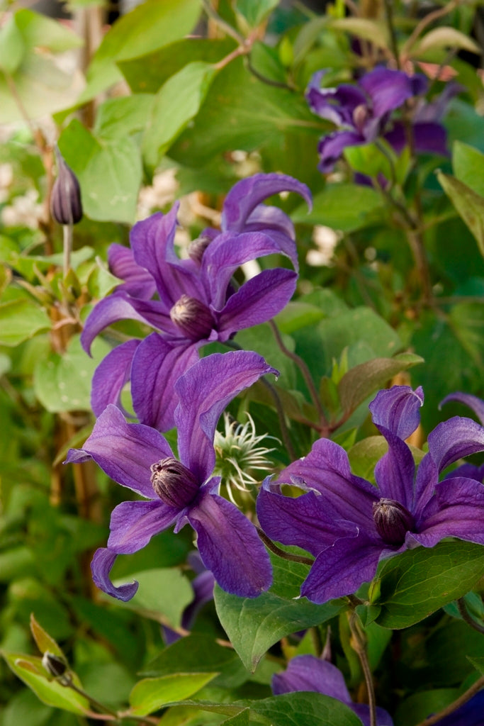 Sapphire Indigo™ Clematis (CLEMATIS SAPPHIRE INDIGO) - 1 gallon
