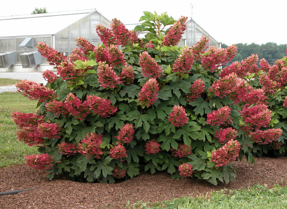 Ruby Slippers Oakleaf Hydrangea (HYDRANGEA QU. RUBY SLIPPERS) - 3 gallon 12"