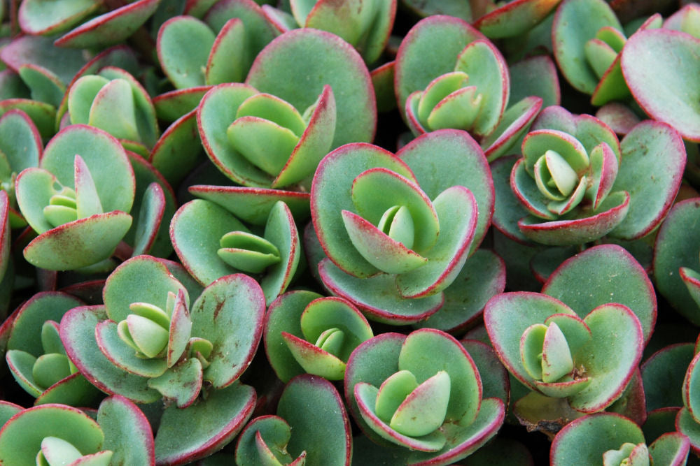 lime green succulent plants Lime Zinger Stoncrop (N&C SEDUM LIME ZINGER)