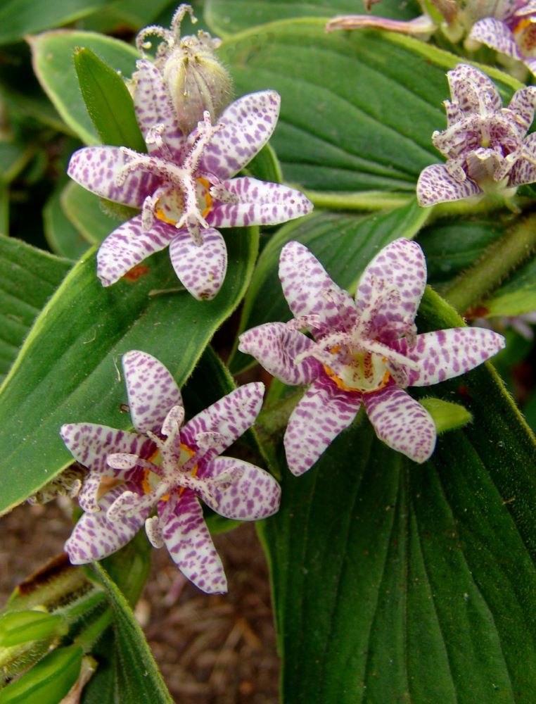 Toad Lily (TRICYRTIS F. SAMURAI) - 1 gallon