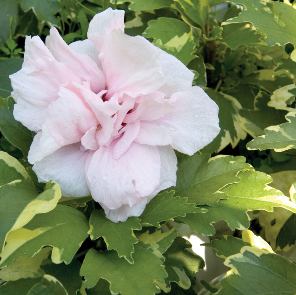 Sugar Tip® Rose of Sharon (HIBISCUS S. SUGAR TIP) - 1 gallon 18"