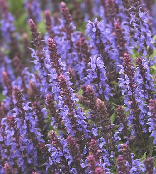 Sensation® Sky Blue Meadow Sage (SALVIA NEMEROSA SENSATION SKY BLUE) - 1 gallon