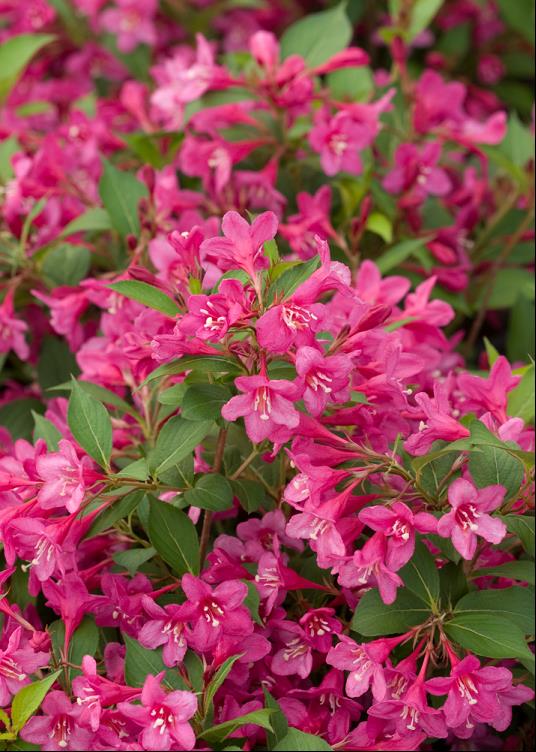 Sonic Bloom® Pink Weigela (WEIGELA SONIC BLOOM® PINK) - 1 gallon