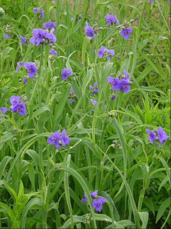 Spiderwort (TRADE. OHIENSIS) - 1 gallon