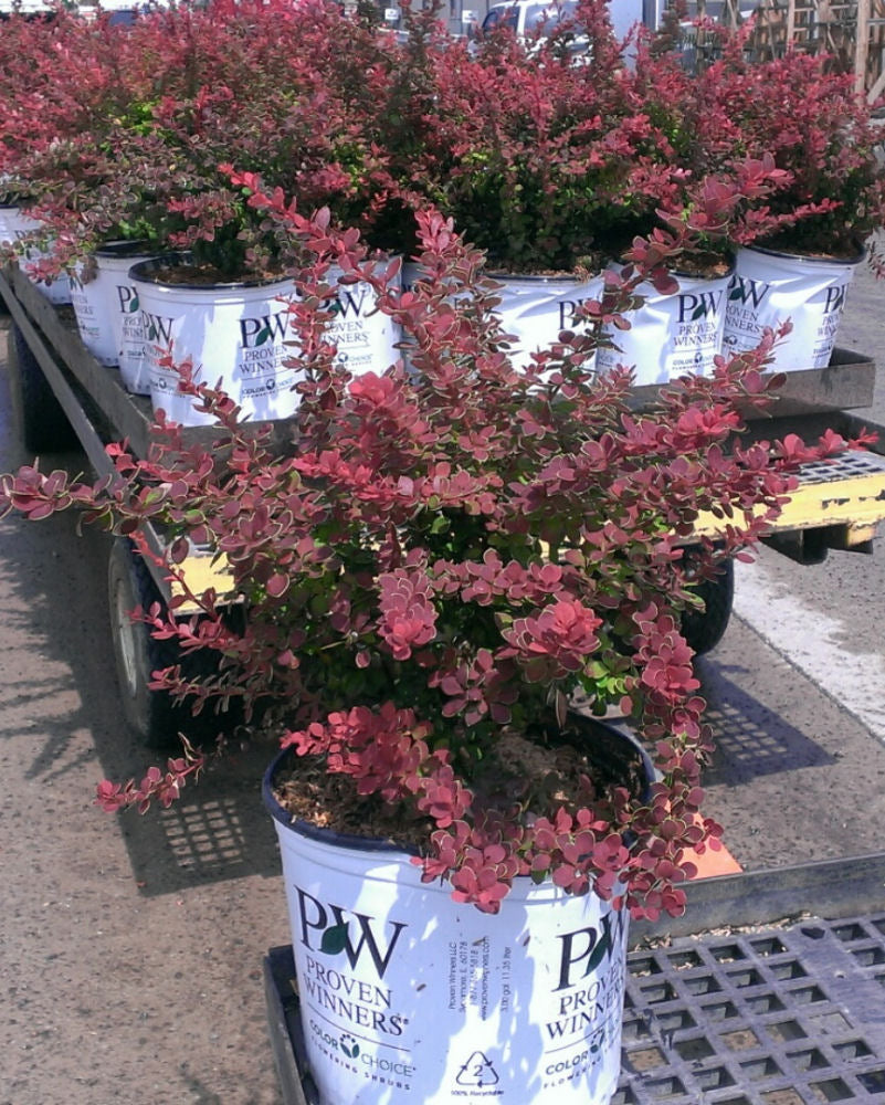 Sunjoy® Tangelo™ Barberry (BERBERIS THUN. SUNJOY® TANGELO) - 3 gallon