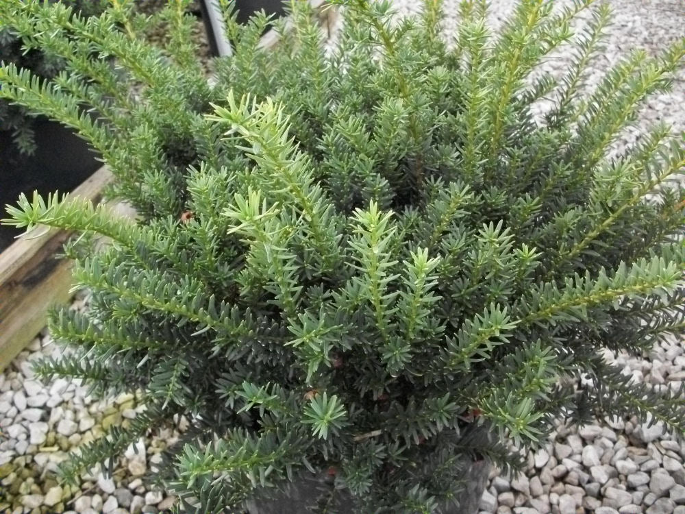 Ward's Yew (TAXUS MEDIA WARDII) - 3 gallon 12"