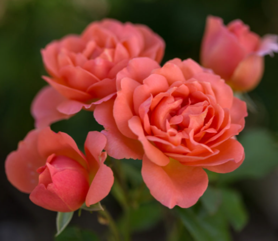 Sweet Fragrance Rose (ROSE E.E. SWEET FRAGRANCE) - 2 gallon