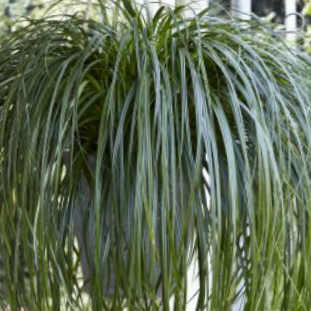 Ribbon Falls Sedge (GRASS - CAREX RIBBON FALLS) - 1 gallon