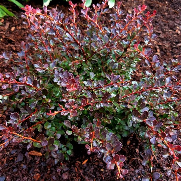 WorryFree® Crimson Cutie® Barberry (BERBERIS THUN. CRIMSON CUTIE) - 2 gallon 10"