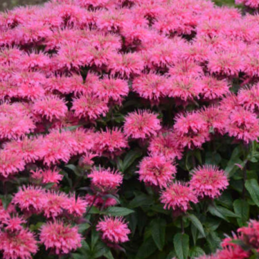 Sugar Buzz® Bubblegum Blast Bee Balm (MONARDA SUGAR BUZZ BUBBLEGUM BLAST) - 1 gallon