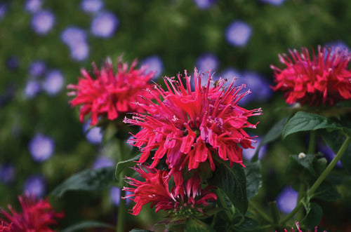 Sugar Buzz® Cherry Pops Bee Balm (MONARDA SUGAR BUZZ CHERRY POPS) - 1 gallon