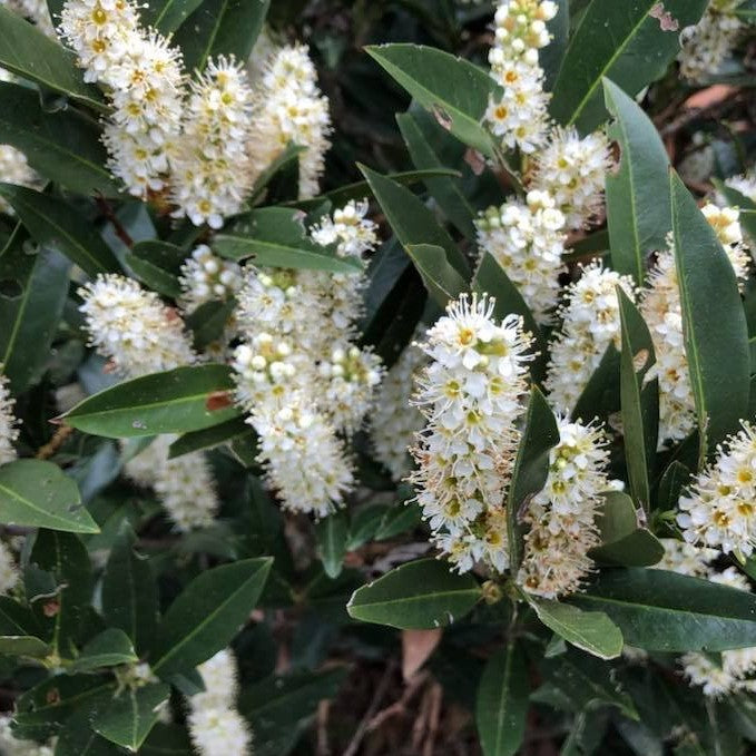 Zimmerman Cherry Laurel (PRUNUS L. ZIMMERMAN) - 3 gallon