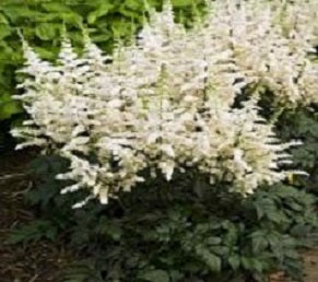 Vision In White Astilbe (ASTILBE VISION IN WHITE) - 1 gallon