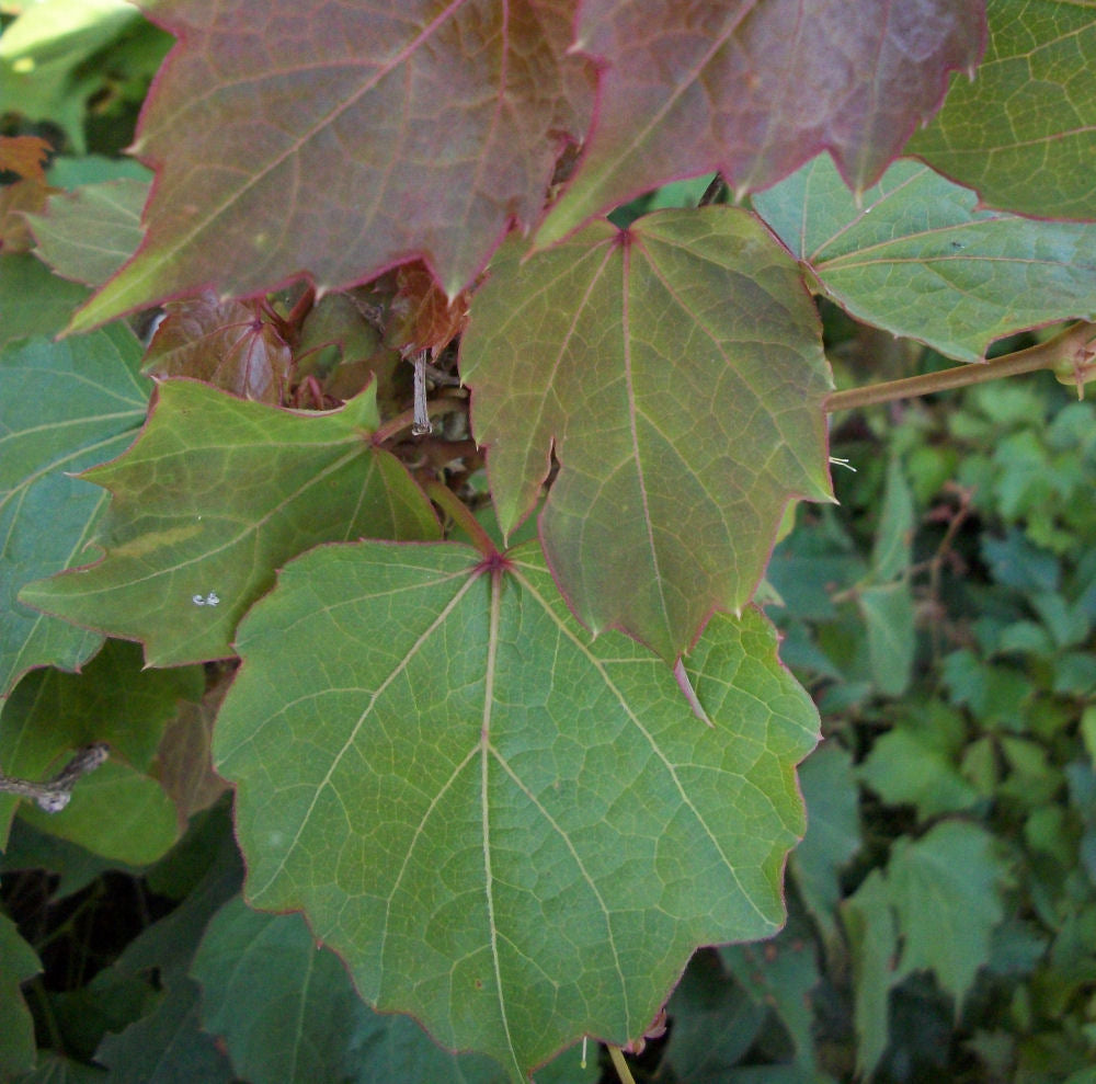 Robusta Boston Ivy (PARTHENOCISSUS TRI. ROBUSTA) - 1 gallon